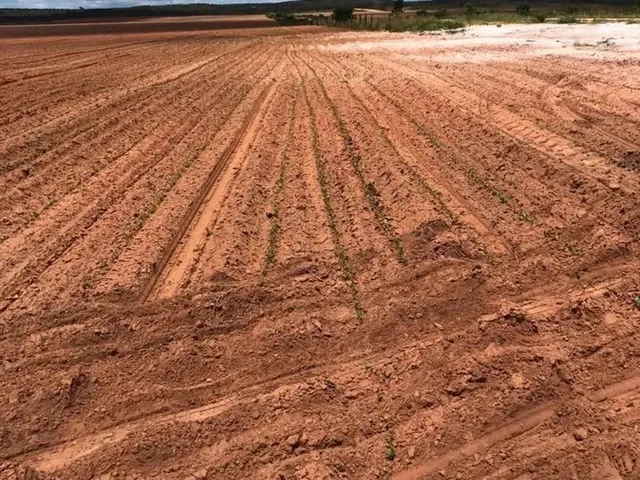 Imagem: Fazenda a Venda, com Dívida Bancária