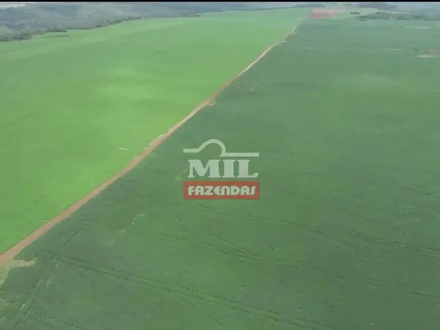 Imagem: Fazenda 255 Alqueires (1.234 Hectares) Palmas