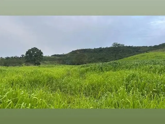 Imagem 2: Área de Terra de 247 Alqueires com Excelente Localização na Região da Cidade De