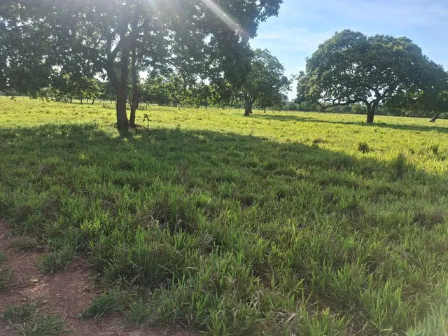 Imagem: Linda Fazenda de 266 Hectares.a 6.600.000,00