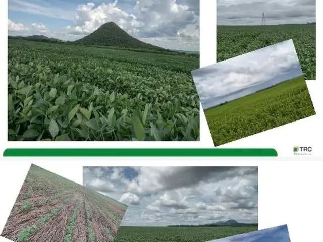 Imagem: Fazenda 8.446.28 Hec a 84Km de Cuiabá Mt