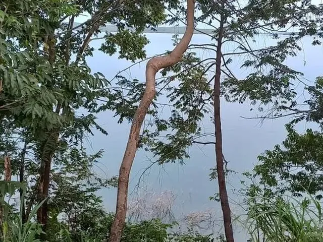 Imagem 3: Sitio À Venda Beira do Lago do Manso