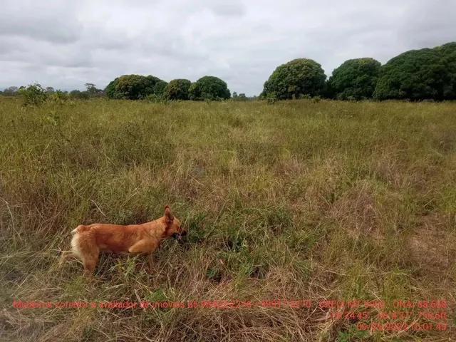 Imagem 4: Fazendinha de 50 Hectares Próximo da Cidade de Cuiabá Mt