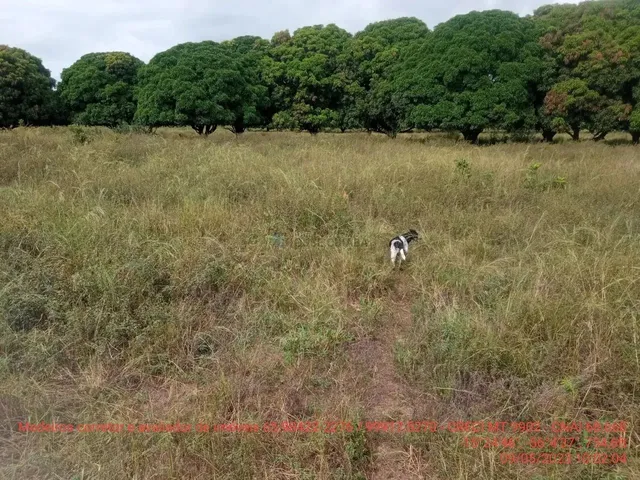 Imagem 15: Fazendinha de 50 Hectares Próximo da Cidade de Cuiabá Mt