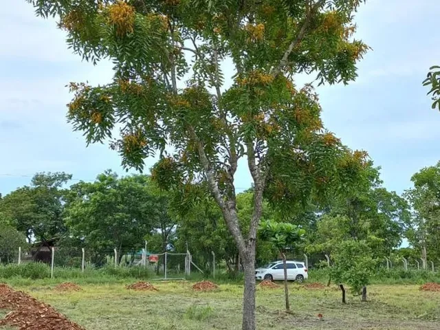 Imagem: Terreno 5.000 a 28Km de Cuiaba - Parque