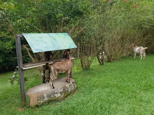 Imagem 5: Compre Casa Campestre em Moeda-Mg - Lindo Pomar com Jabuticaba e Muito Mais!
