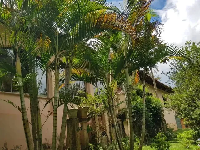 Imagem 2: Compre Casa Campestre em Moeda-Mg - Lindo Pomar com Jabuticaba e Muito Mais!