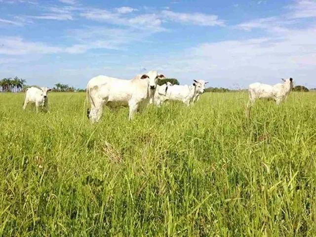 Imagem: Procura-Se Pasto para Arrendamento - Df