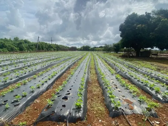 Imagem: Vendo Excelente Chácara 5,2 Hectares, Radiobras