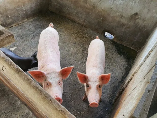 Imagem 9: Chácara Santo Antônio Descoberto