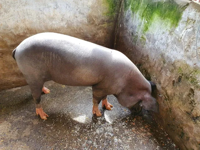 Imagem 13: Chácara Santo Antônio Descoberto