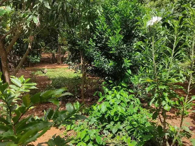Imagem 10: Chacara com 2800 M² Nucleo Rural Sarandi Planaltina Df