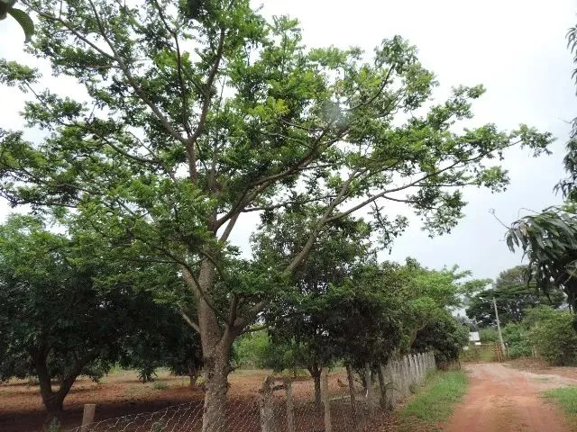 Imagem 2: Vendo Chácara 64 - Cascalheira - Área Total de 19.534.272 M²