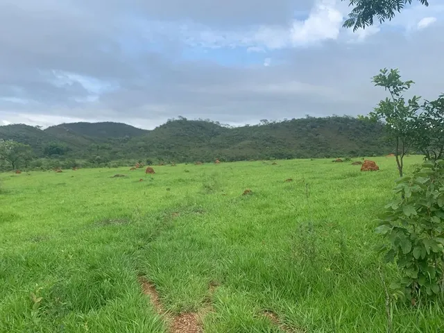 Imagem: Alugo Pasto para Gados e Cavalos