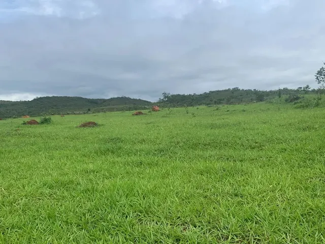 Imagem 5: Alugo Pasto para Gados e Cavalos