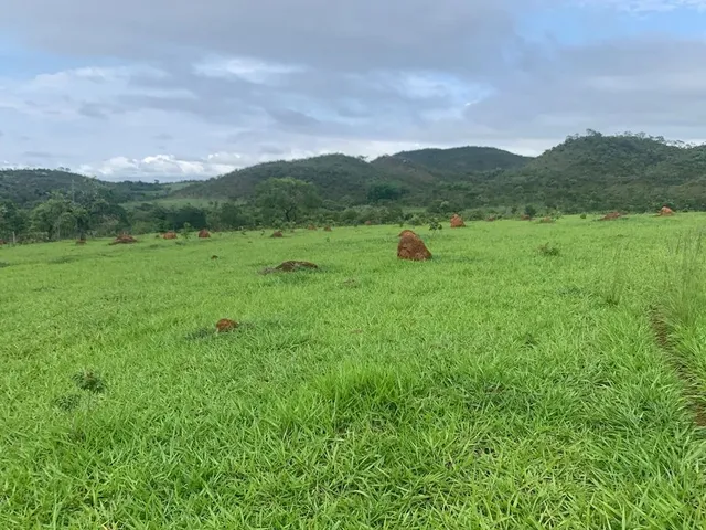 Imagem 6: Alugo Pasto para Gados e Cavalos