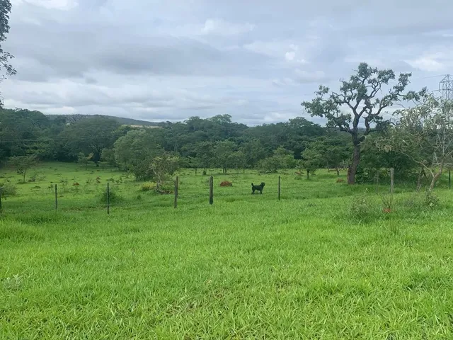 Imagem 7: Alugo Pasto para Gados e Cavalos