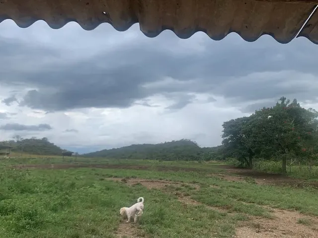 Imagem 3: Alugo Pasto para Gados e Cavalos