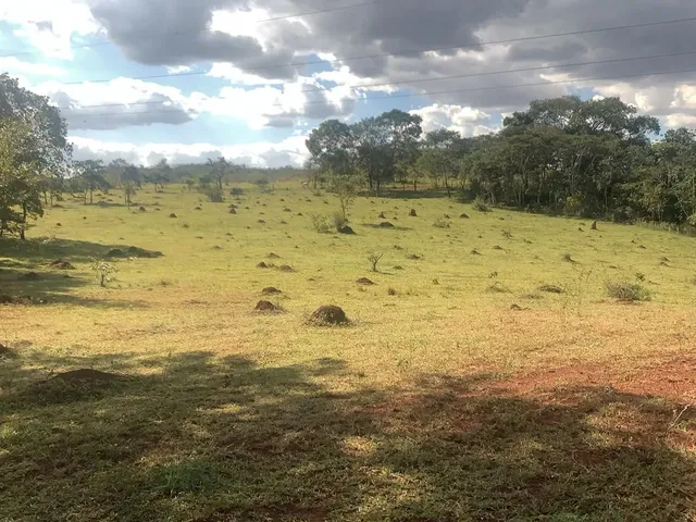 Imagem 4: Alugo Pasto para Gados e Cavalos