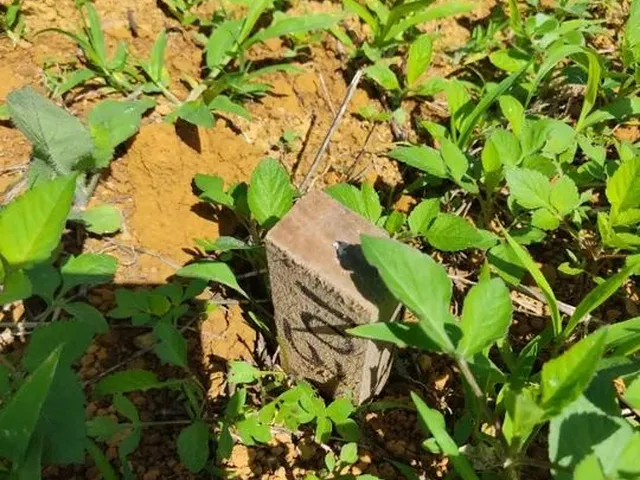 Imagem: Lote 300 Mts com 15 de Frente Caná do Reino