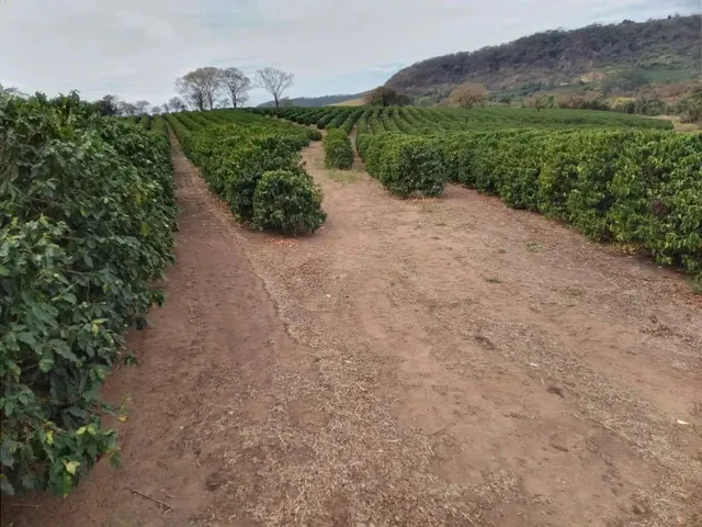 Imagem: 120 Mil Pés de Café Mecanizaveis, Toda
