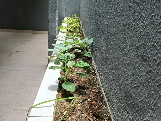 Imagem 14: Casa Excelente 3/4, Suíte, Direto C/ Proprietário, Sem Entrada,...