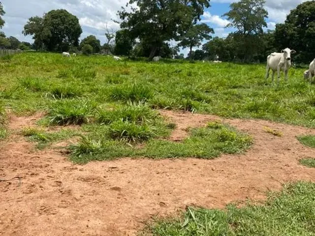 Imagem: A fazenda possui 1.600m² de Área e está localizado em