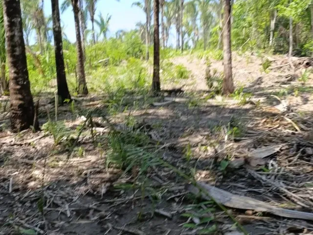 Imagem 3: Sítio 8 Km de Livramento 21Hc