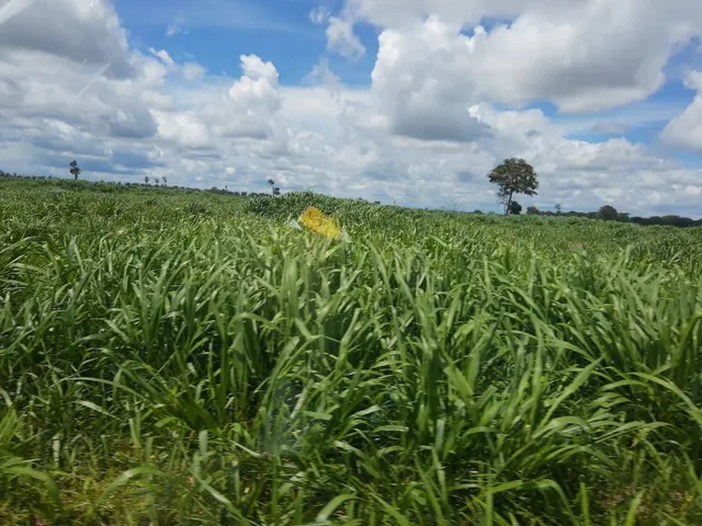 Imagem 5: Fazendacde Arrendamento 1.200 Hec Plantando em Pontes de Lacerda Mt