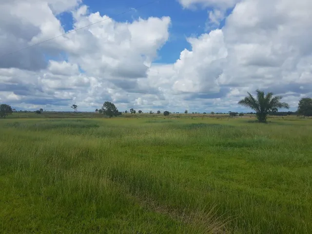 Imagem 8: Fazendacde Arrendamento 1.200 Hec Plantando em Pontes de Lacerda Mt