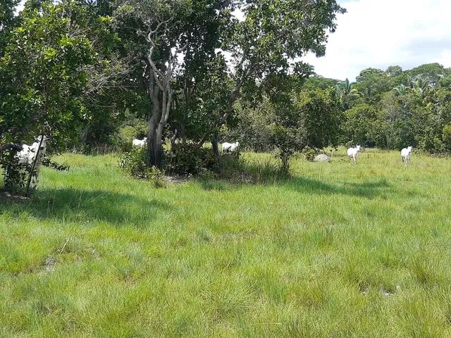 Imagem 13: Fazendacde Arrendamento 1.200 Hec Plantando em Pontes de Lacerda Mt