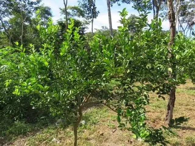 Imagem 14: Baixou P Vender Pego Veículo Chácara Aguaçu Beira de Rio