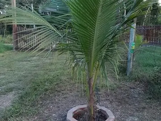 Imagem 8: Baixou P Vender Pego Veículo Chácara Aguaçu Beira de Rio