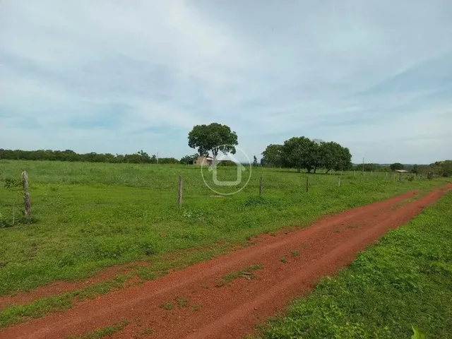 Imagem 6: Propriedade Produzindo - 70 Km de Cuiabá