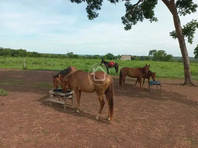 Imagem 3: Propriedade Produzindo - 70 Km de Cuiabá