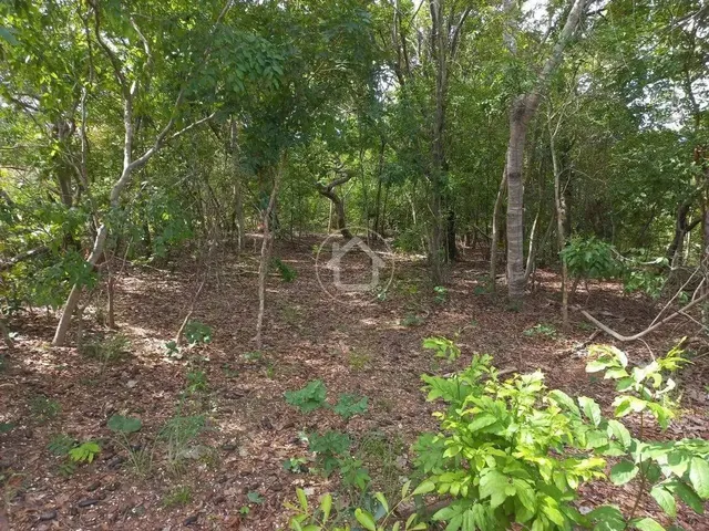 Imagem 2: Propriedade Produzindo - 70 Km de Cuiabá