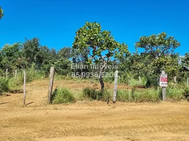 Imagem: Excelente Terreno com Pés de Pequis Produzindo
