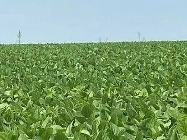 Imagem 5: Fazenda (6.402 Hectares), Sede Espetacular, Totalmente Equipada para Operação E
