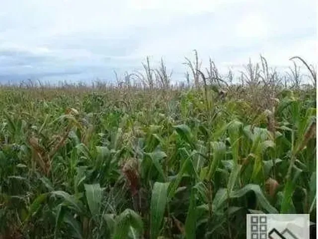 Imagem 2: Fazenda (6.402 Hectares), Sede Espetacular, Totalmente Equipada para Operação E
