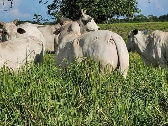 Imagem: Fazenda com 6.135Ha na Região do Rio Cuiabá