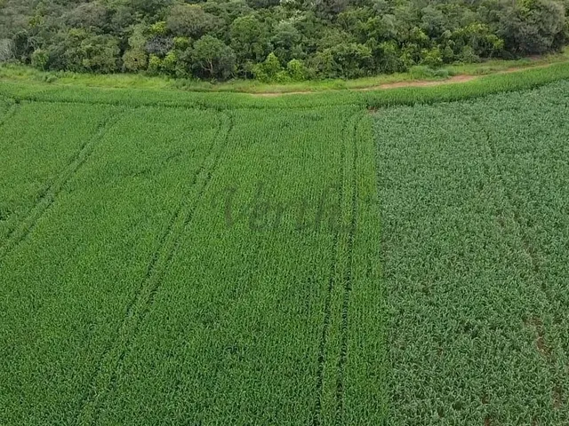 Imagem 3: Fazenda À Venda, 1400Ha, Nova Mutum, - Mt