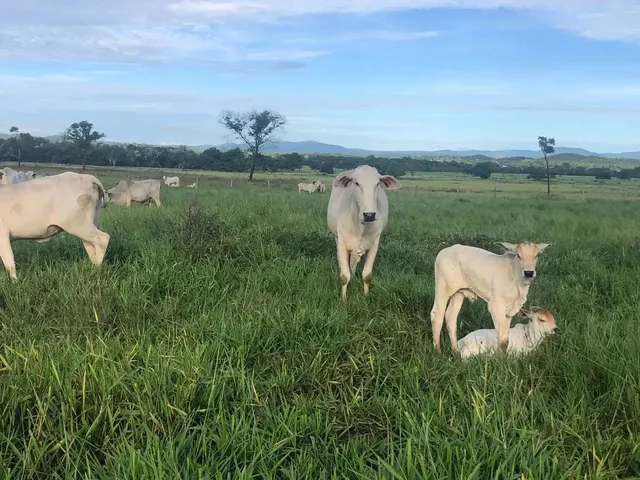 Imagem: Segura Peão, Que Ótima Fazenda