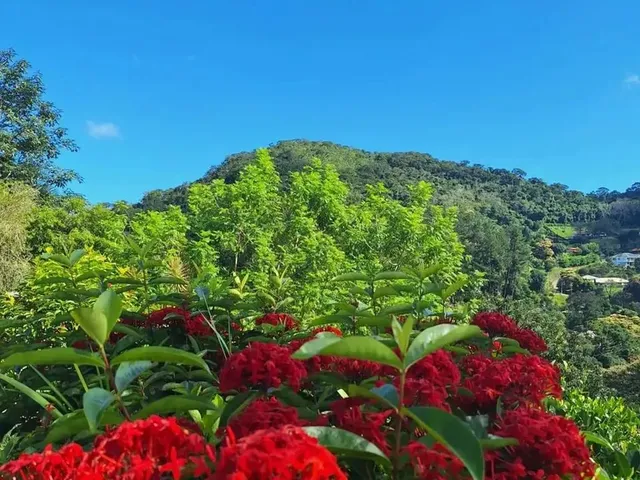 Imagem 6: Refúgio de Sofisticação e Natureza em Secretário