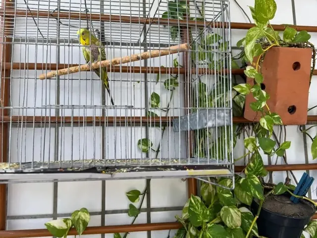 Imagem 7: Lindo Apartamento 3/4 em Lagoa Nova Oportunidade