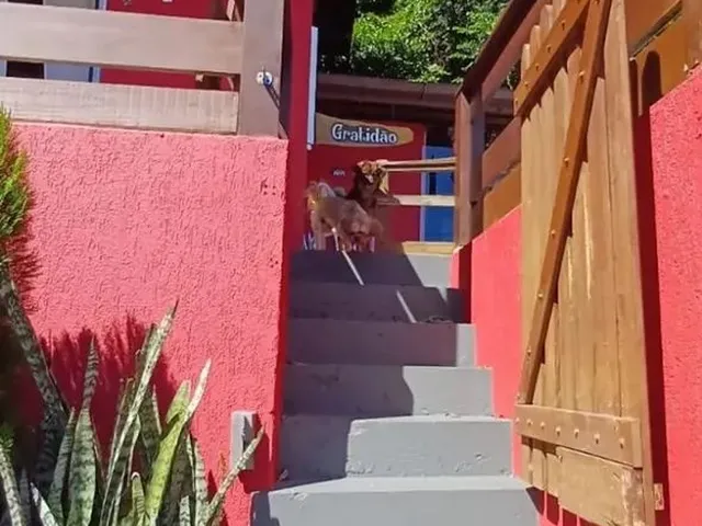 Imagem 7: Casa com 4 Dormitórios no Ribeirão da Ilha