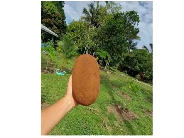 Imagem: Terreno com Benfeitorias no Tarumã- 100