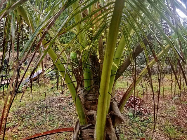 Imagem 6: Sitio Am 010 Km52