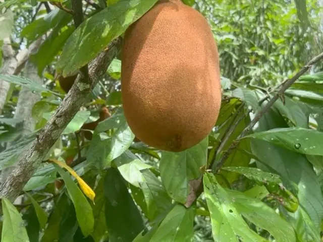 Imagem 2: Sítio com Igarapé Negócia