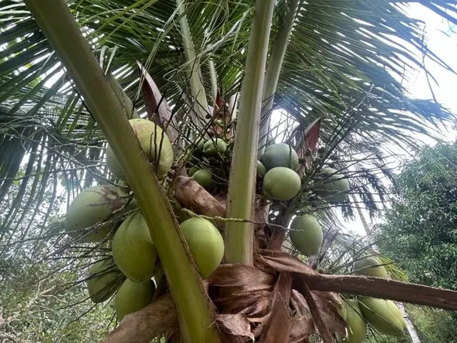 Imagem 4: Sítio com Igarapé Negócia