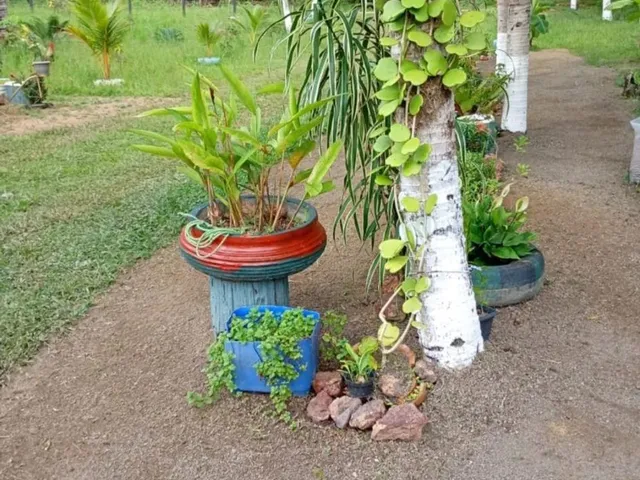 Imagem 3: Lindo Sitio em Balbina Presidente Figueiredo